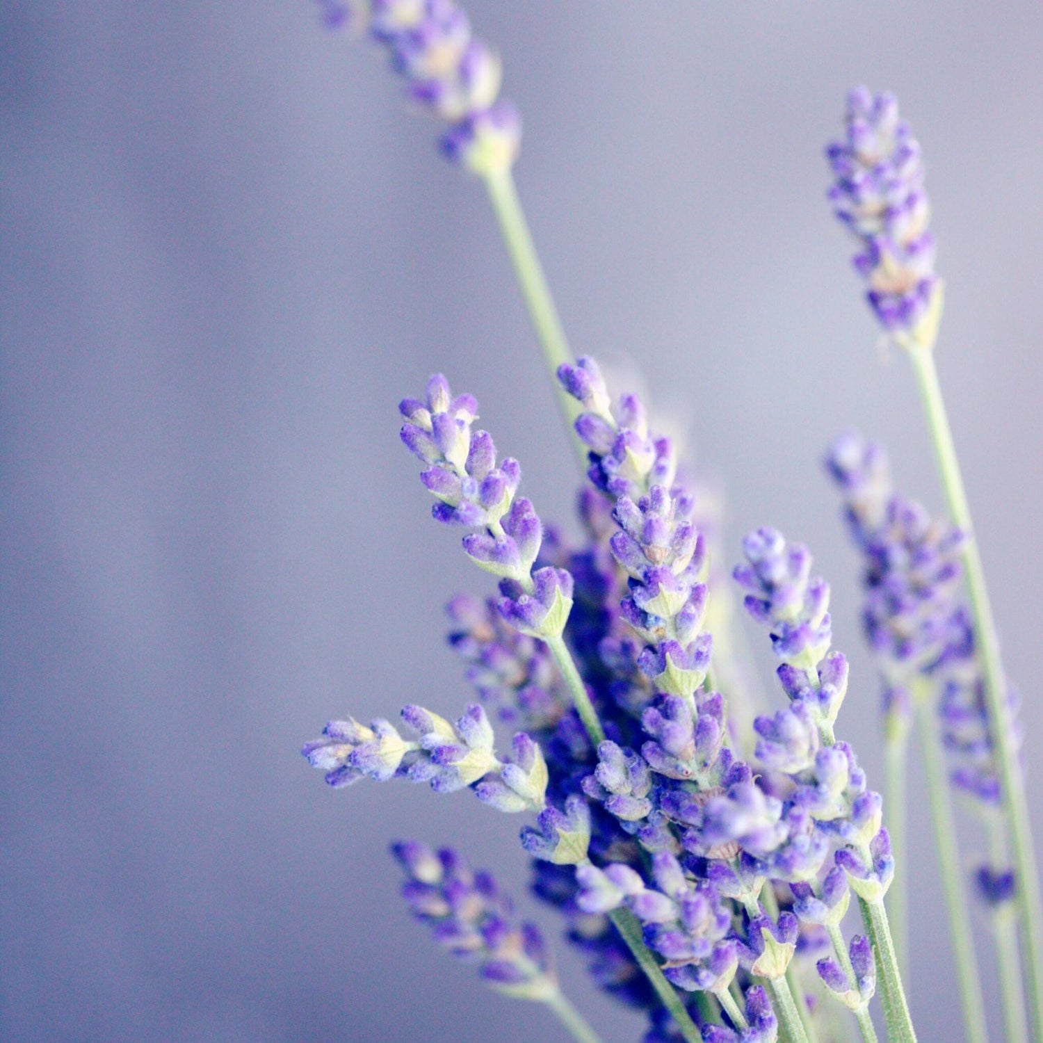Lavender plant with purple background
