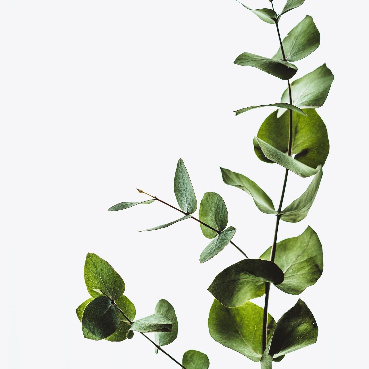 Eucalyptus plant with white background