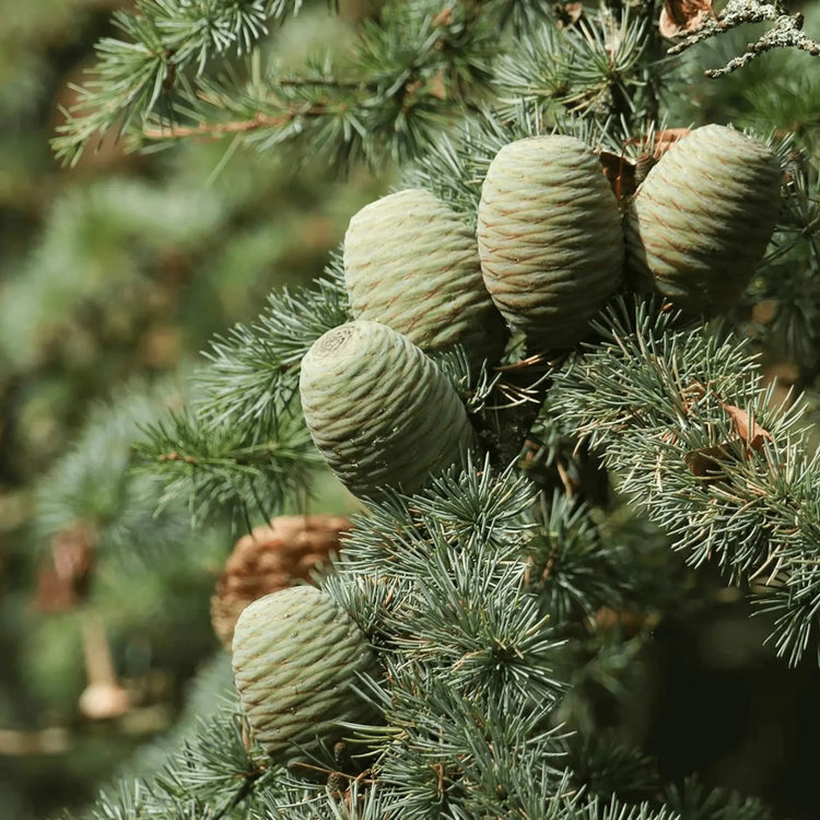 Cedar sprigs and cones