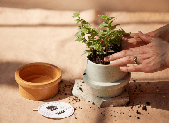 A person arranges soil around a potted plant in a light-colored pot, with a terracotta saucer, plant care card, and spilled soil nearby on a beige surface.