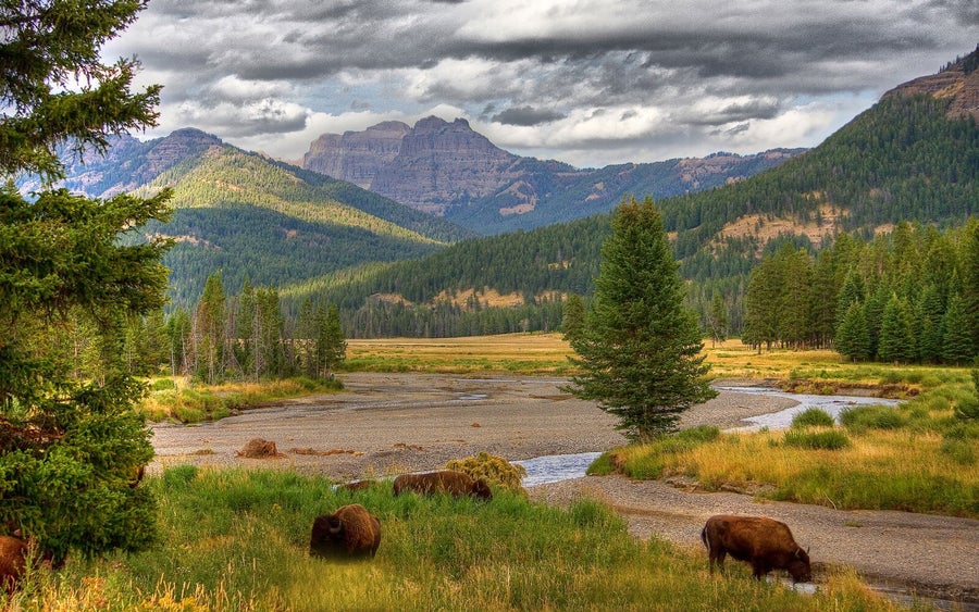 Yellowstone National Park vista with buffalo in foreground