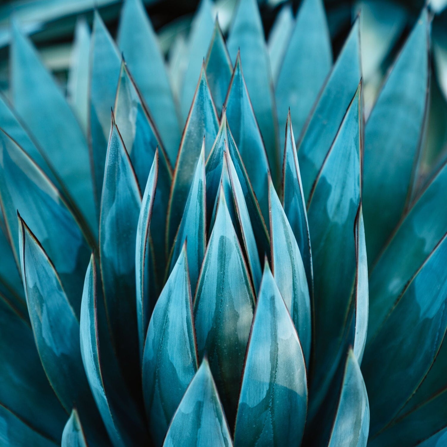 blue leaves of an agave plant