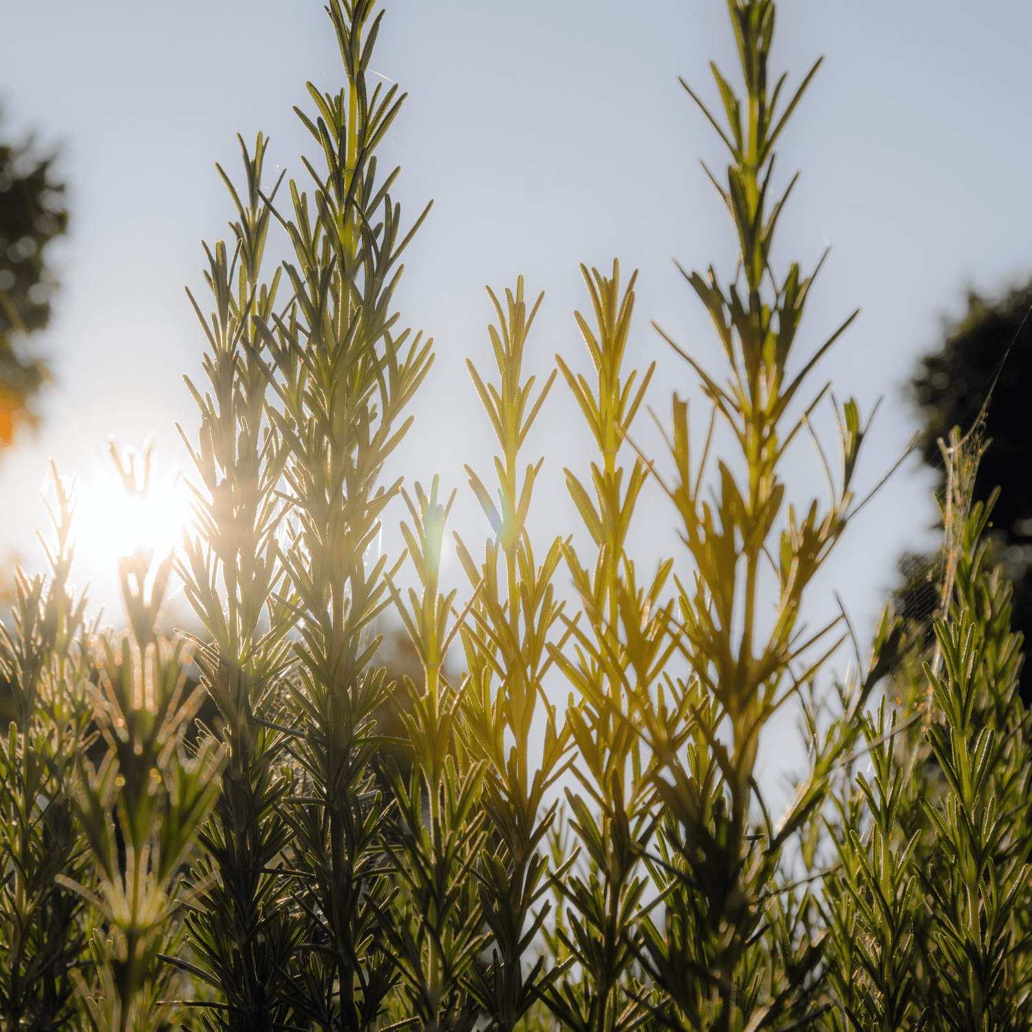 Rosemary growing in the wild with sun setting behind