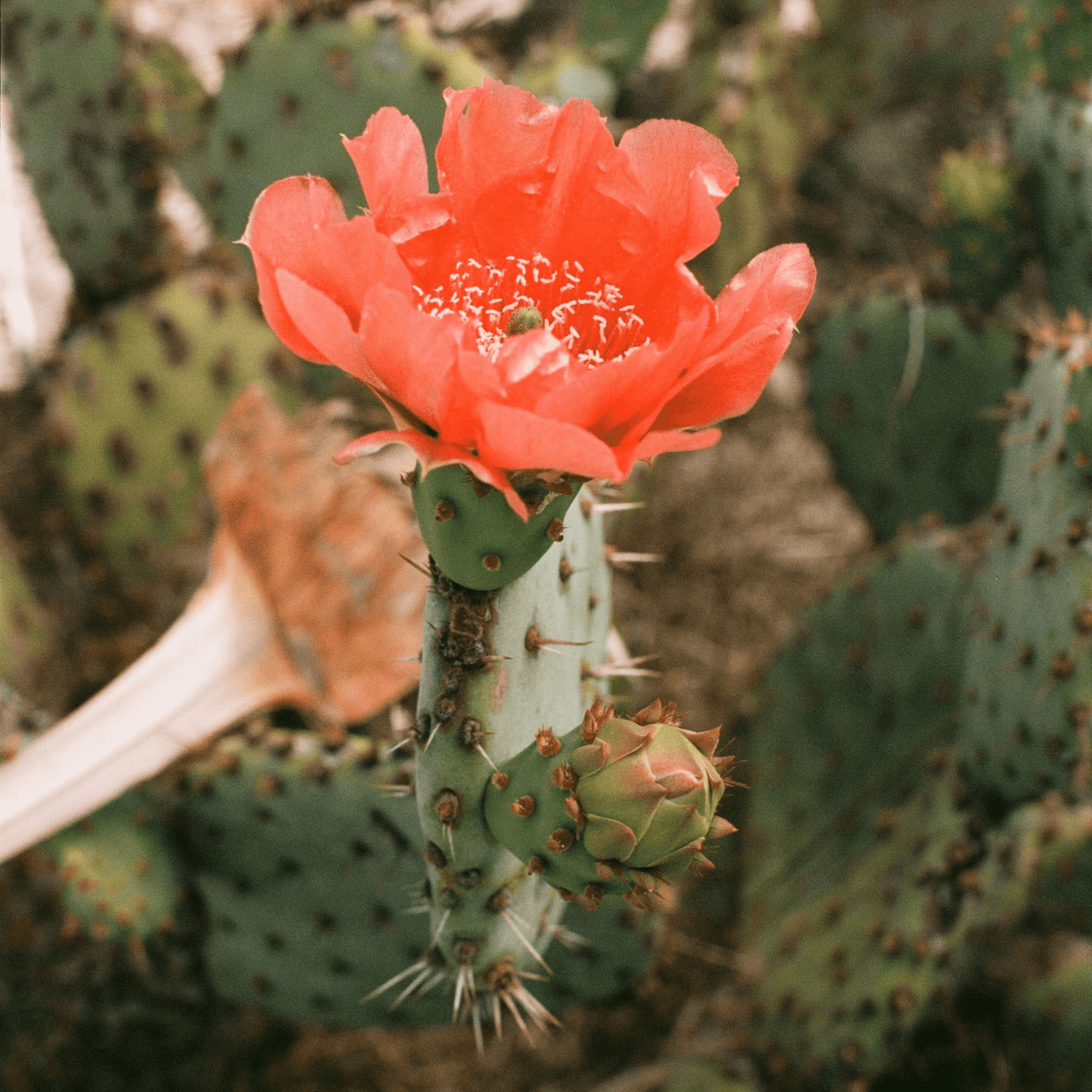 red-orange cactus flower branching from the top of cactus. 