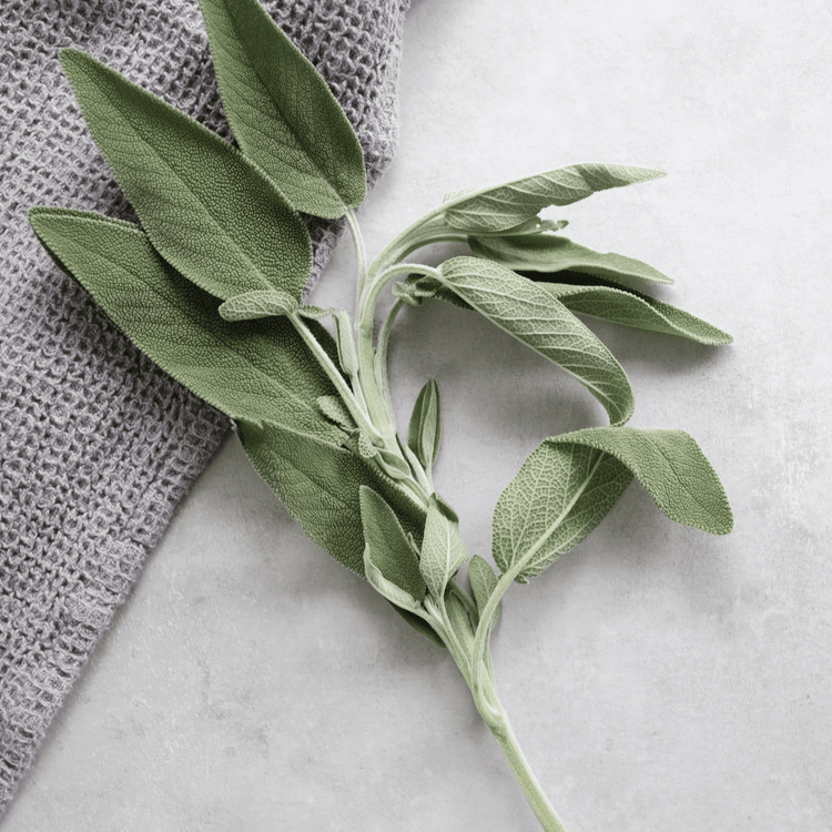 sage leaves lying on table