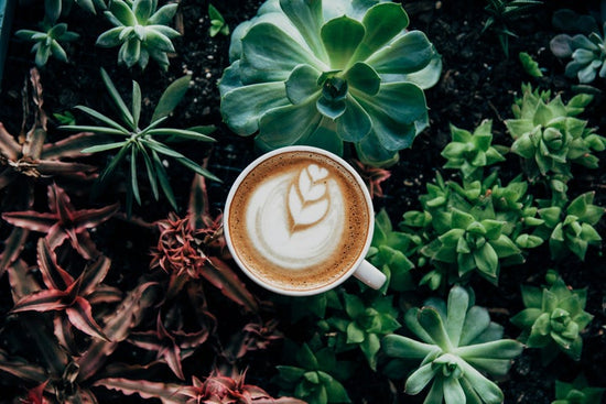 Latte surrounded by plants